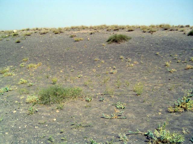 Goravan Sands Habitat 1